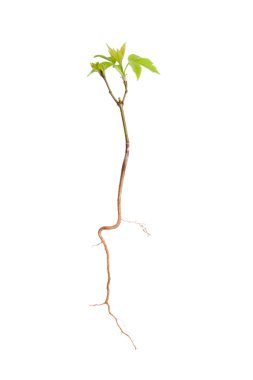 Maple sprout from the root clipart