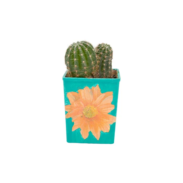 Kaktus i en kjele. – stockfoto