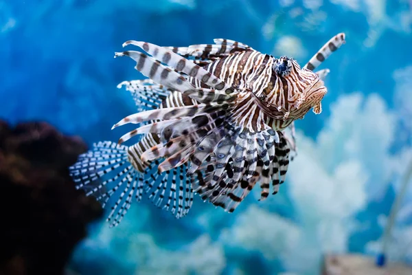 Необыкновенная красивая рыба — стоковое фото