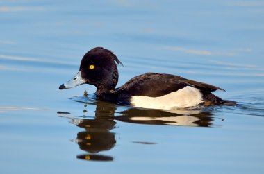 Tufted Duck clipart