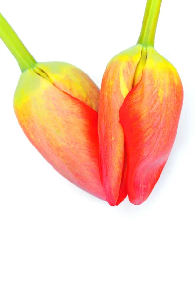 Cuore di tulipani — Foto Stock