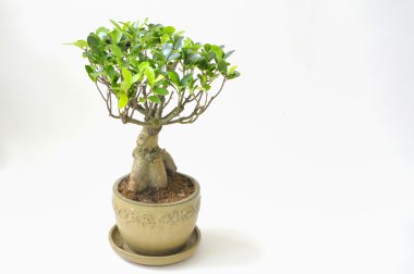 bonsai ağacı lsolated