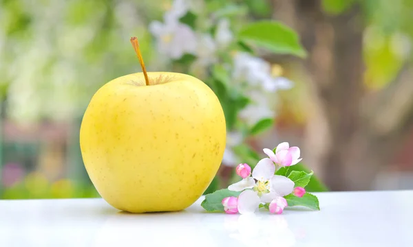 Apple and Flower Blossom — Stock Photo, Image