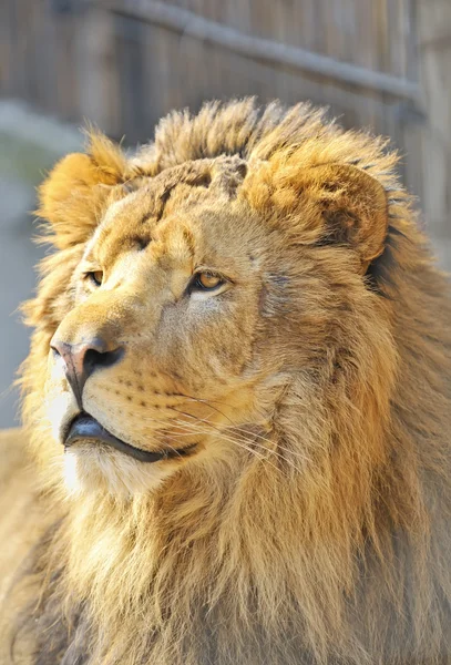 Αφρικανικό λιοντάρι — Φωτογραφία Αρχείου