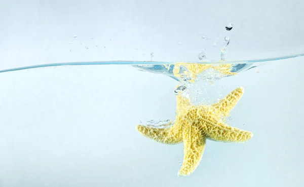 Sjöstjärnor i vattnet — Stockfoto