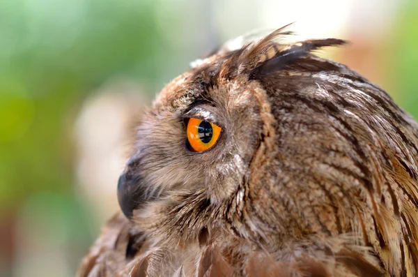 Eye eagle owl