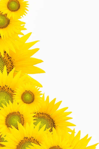 Pozadí se slunečnicemi — Stock fotografie