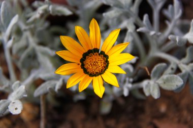 çiçek makro