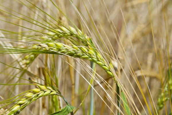 Wheat in the field — Stock Photo, Image