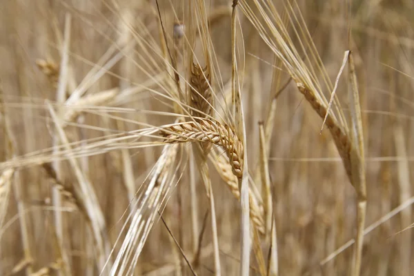 Wheat and cereals — Stock Photo, Image