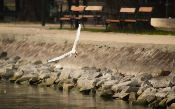 stock image Flying seagull