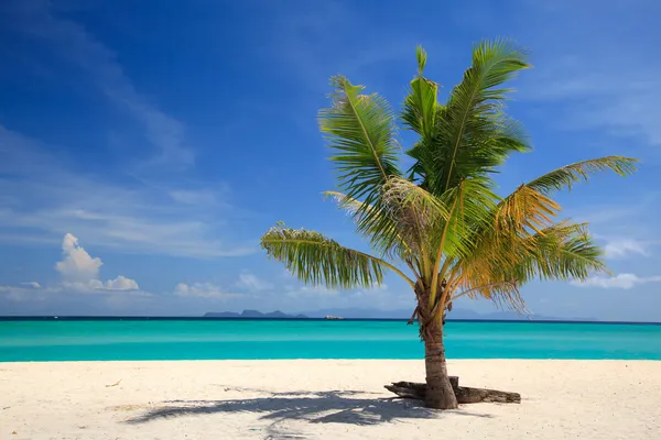 Strand en coconut palm, lipe eiland, thailand — Stockfoto