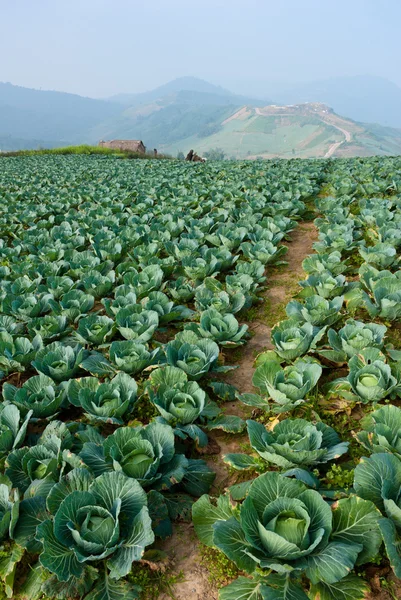 stock image Cabbage field in thailand