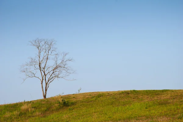 Loney martwe drzewa na polu krzywej — Zdjęcie stockowe