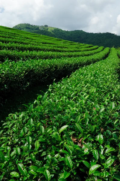 stock image Green tea field, Chiangrai,Thailand