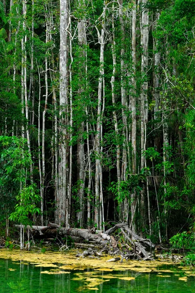 Krajobraz lasów namorzynowych, krabi, Tajlandia — Zdjęcie stockowe