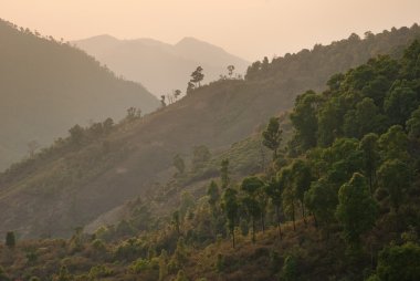 gün batımında, Tayland tropikal forrest