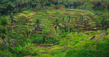 Rice Terrace, Bali, Endonezya