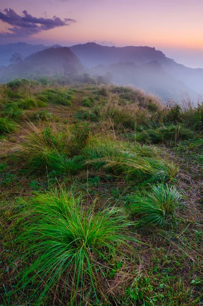 Paisagem de montanha nebulosa ao nascer do sol com grama em primeiro plano — Fotografia de Stock