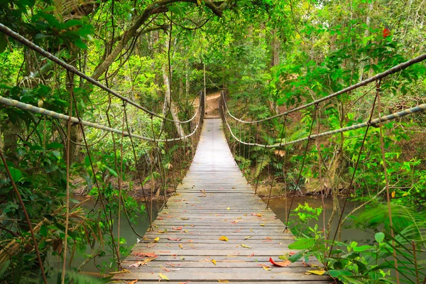 Γέφυρα στη ζούγκλα, Εθνικός Δρυμός Κάο Γιάι, Ταϊλάνδη — Φωτογραφία Αρχείου