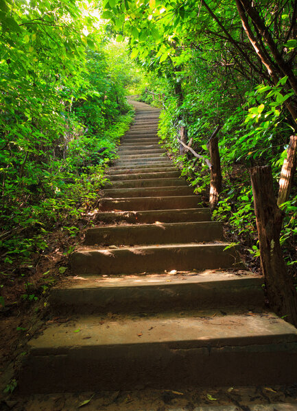 Stairway to forest