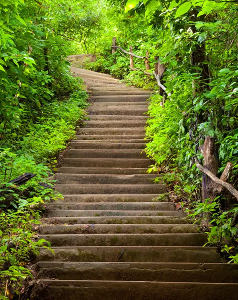 森林的阶梯 — 图库照片