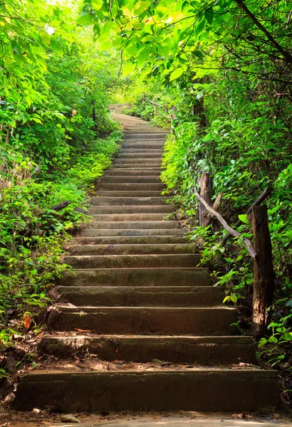 Escadaria para floresta — Fotografia de Stock