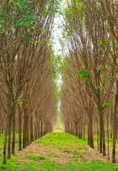 Para jardim de árvore de borracha no sul da Tailândia — Fotografia de Stock