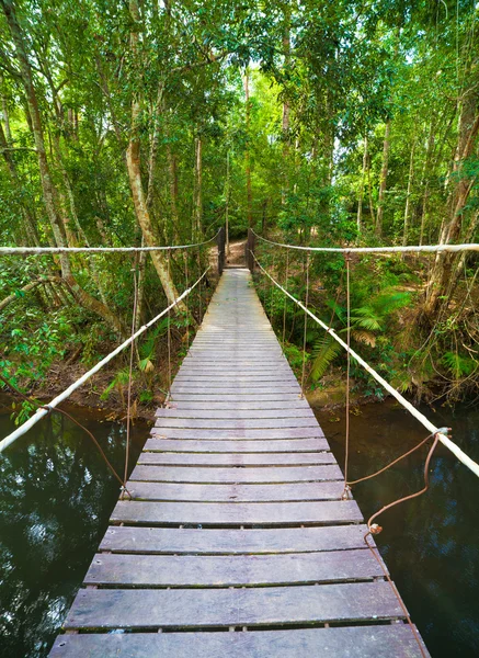 Мост в джунгли, национальный парк Кхао Яй, Таиланд — стоковое фото