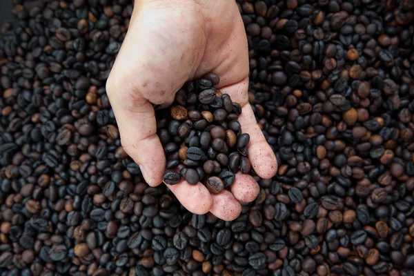 stock image Coffee bean on the hand