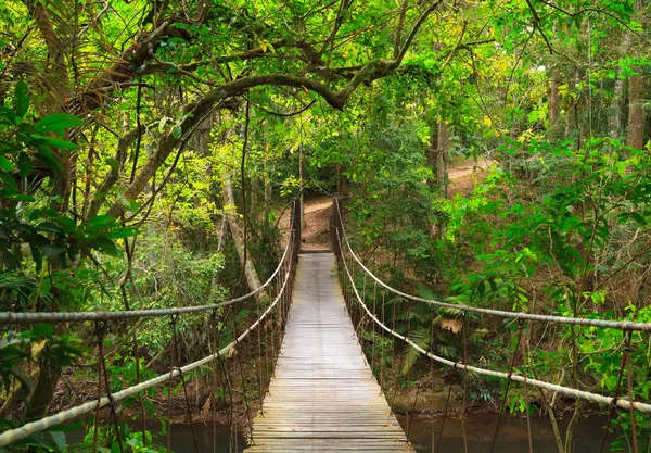 Міст в джунглях, Као Яй Національний парк Таїланду Стокова Картинка