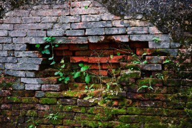 Eski ve antik brickwall doku moss ile