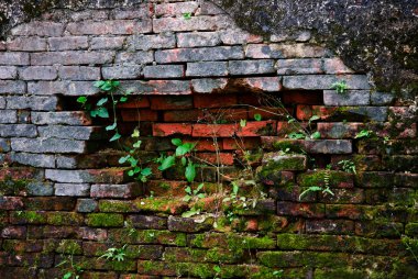 Old & ancient brickwall texture with moss clipart