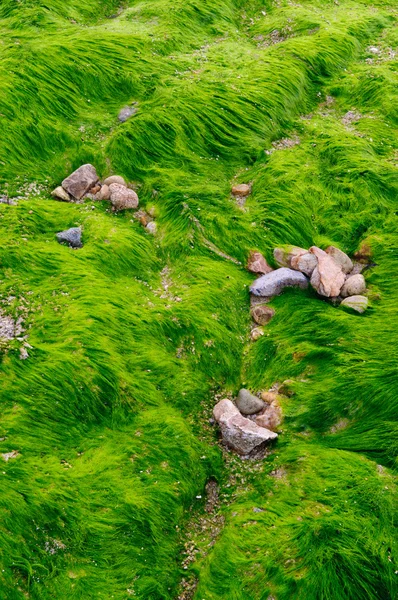 Texture of green algae on the beach — Stockfoto