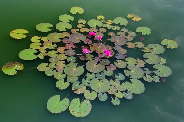 Lotus pattern in green pond, — Stock Photo, Image