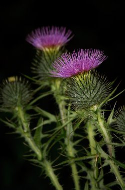 viski thistle kafa