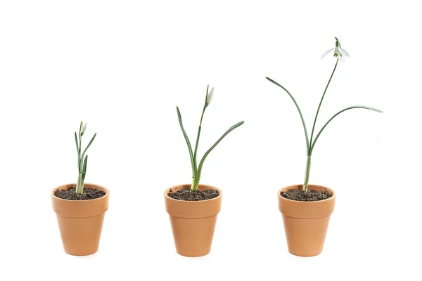 stock image Three snowdrops in terracotta pots