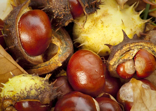 stock image Conkers