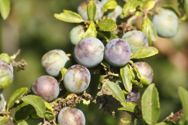 Sloe fruit clipart