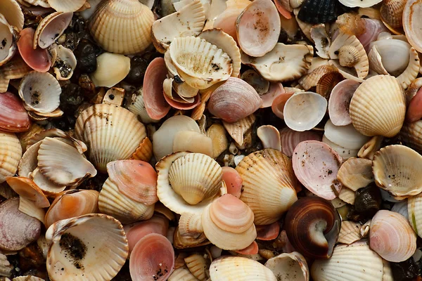 stock image Various Shells on beach