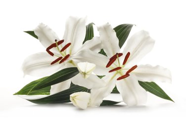 Lily pair on white clipart