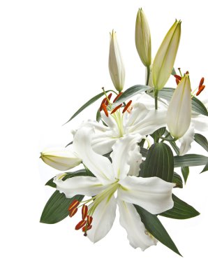 Lilies clipart