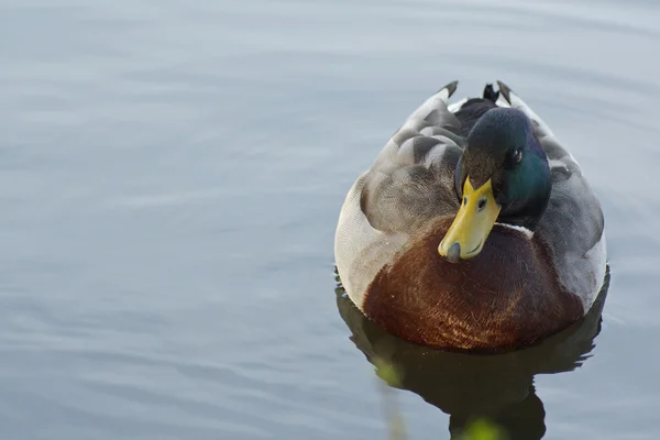 stock image A drake mallard on a pond in a park