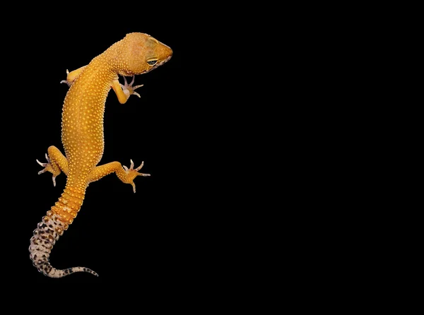 Gecko léopard — Photo