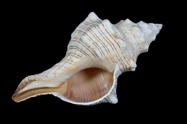 Isolated conch shell on a black background — Stock Photo, Image