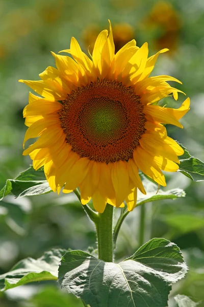 Mooie zonnebloem in een veld Stockfoto