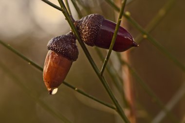 Meşe palamutları