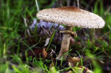 Mushroom with acorns