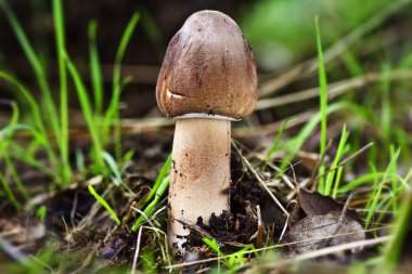 Macrolepiota Procera