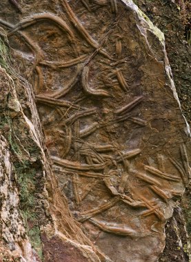 Fossils of Penha Garcia clipart